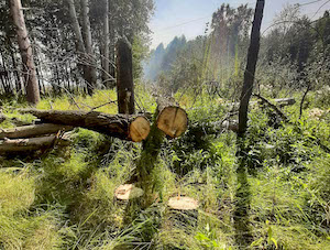 «Вырубили» свет: лесорубы обесточили несколько населенных пунктов в Новосибирской области