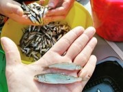 «Сибнефтегаз» за лето выпустил в водоемы Югры 1,2 миллиона мальков пеляди