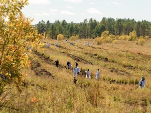 Сотрудники Амурского ГХК совместно с волонтерами высадили два гектара нового леса