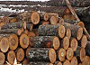 Поваленные деревья 25 раз становились причиной нарушения работы ЛЭП «Псковэнерго»