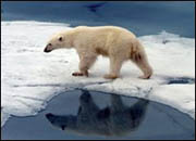 В российской Арктике сокращаются охраняемые территории