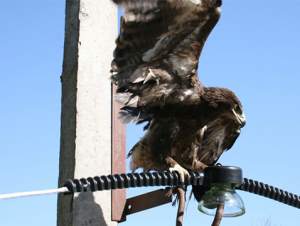 «Россети Сибирь» устанавливают птицезащитные устройства на ЛЭП