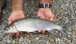 Лучепёрых рыб в озере Лимандрово прибыло