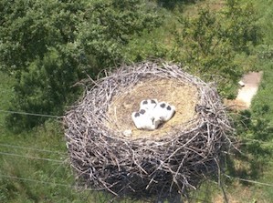 Решение ДТЭК по мониторингу птичьих гнезд на ЛЭП победило на хакатоне Глобального договора ООН