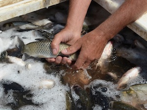 Балаковская АЭС выпустила в Саратовское водохранилище 316 тысяч мальков речной рыбы