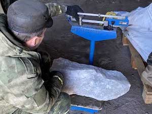 НКНП обеспечила глыбовой солью подкормочные площадки для животных в Бузулукском бору
