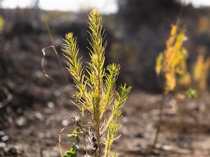 На месте лесного пожара в Южно-Сахалинске высадили 3000 лиственниц
