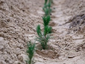 «Славнефть-Красноярскнефтегаз» высадил 600 тысяч хвойных деревьев