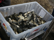 СУМЗ выпустил 10 тысяч сеголеток сазана в Новомариинское водохранилище