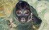 «Ростерминалуголь» установил 12 фотоловушек для краснокнижного тюленя