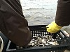 Белоярская АЭС выпустит в Белоярское водохранилище 269 тысяч рыб
