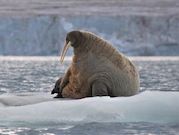 «Роснефть» подвела итоги полевых исследований популяции атлантического моржа