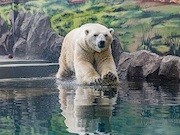 «Роснефть» построила самый крупный в России и Европе вольерный комплекс для белых медведей