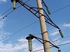 «Адыгейские электрические сети» оснастили птицезащитными устройствами высоковольтные ЛЭП