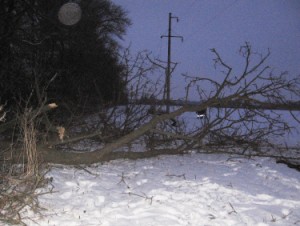 Спиленное дерево привело к отключению электричества в Тихорецком районе Кубани
