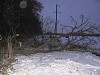 Спиленное дерево привело к отключению электричества в Тихорецком районе Кубани