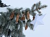 На Чернобыльской АЭС решили не устанавливать свежесрубленную новогоднюю елку