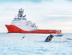 Экспедиция «Газпром нефти» подтвердила рост популяции серых китов в Охотском море