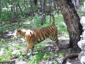 На Дальнем Востоке увеличилась популяция амурского тигра