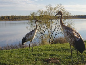 РусГидро помогает восстановить популяции редких птиц в Приамурье