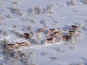 «Роснефть» проводит полевые исследования популяции северного лесного оленя в Тюменской области