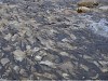 РусГидро выпустило в реку Баксан в Кабардино-Балкарии 14 тысяч мальков каспийского лосося
