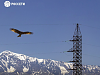 «Россети» установят 111 тысяч птицезащитных устройств на воздушных ЛЭП в 2024 году
